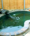 Pools & Water